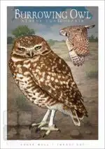 Burrowing Owl - Unisex classic tee - Image 2