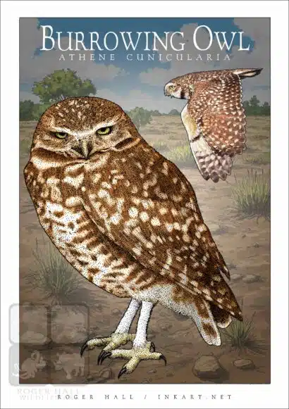 Burrowing Owl - Unisex classic tee - Image 2