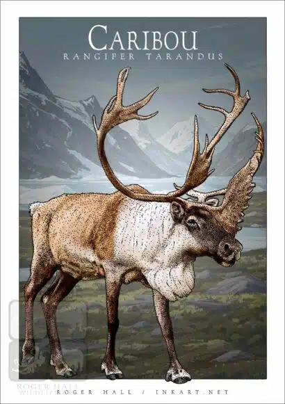 Caribou - Unisex classic tee - Image 2