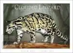 Clouded Leopard - Unisex classic tee - Image 2