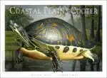 Coastal Plains Cooter - Unisex classic tee - Image 2