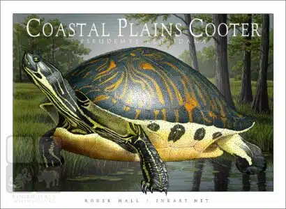 Coastal Plains Cooter - Unisex classic tee - Image 2
