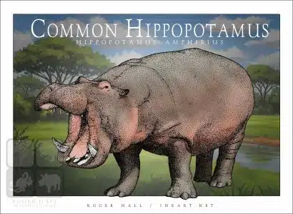 Common Hippopotamus - Unisex classic tee - Image 2
