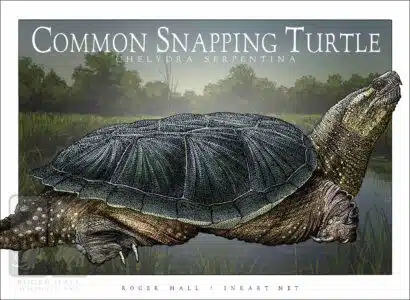 Common Snapping Turtle - Unisex classic tee - Image 2