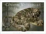 Common Watersnake - Unisex classic tee - Image 2