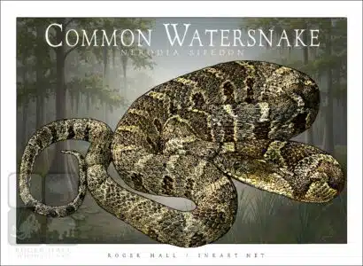 Common Watersnake - Unisex classic tee - Image 2