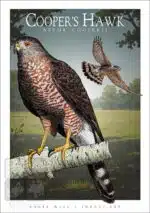 Cooper's Hawk - Unisex classic tee - Image 2