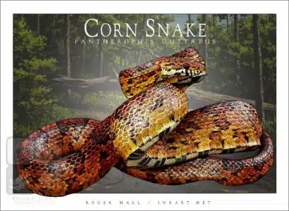 Corn Snake - Unisex classic tee - Image 2