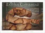 Eastern Copperhead - Unisex classic tee - Image 2