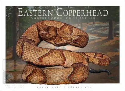 Eastern Copperhead - Unisex classic tee - Image 2