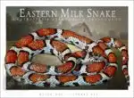 Eastern Milk Snake - Unisex classic tee - Image 2