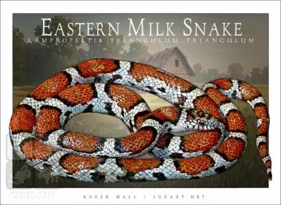 Eastern Milk Snake - Unisex classic tee - Image 2