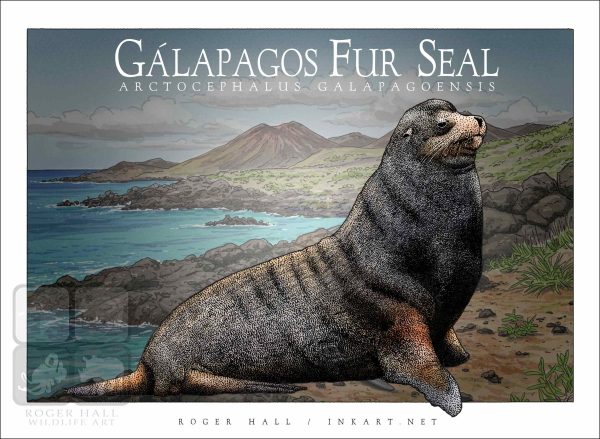 Galapagos Fur Seal - Unisex classic tee - Image 2