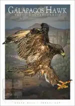 Galapagos Hawk - Unisex classic tee - Image 2