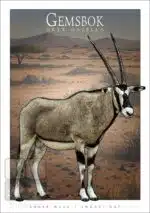 Gemsbok - Unisex classic tee - Image 2