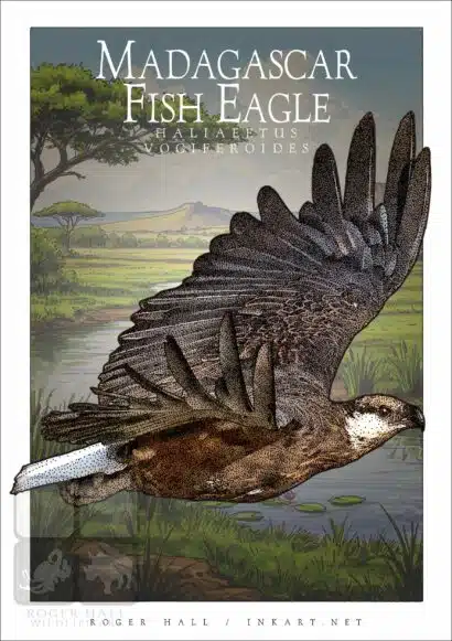 Madagascar Fish Eagle - Unisex classic tee - Image 2