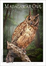 Madagascar Owl - Unisex classic tee - Image 2