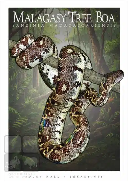 Malagasy Tree Boa - Unisex classic tee - Image 2