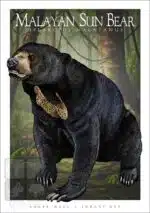 Malayan Sun Bear - Unisex classic tee - Image 2