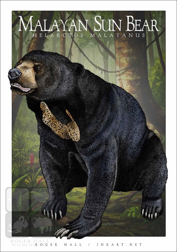 Malayan Sun Bear - Unisex classic tee - Image 2