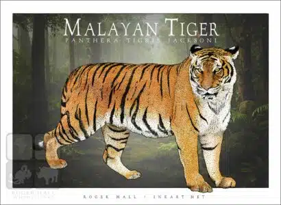 Malayan Tiger - Unisex classic tee - Image 2