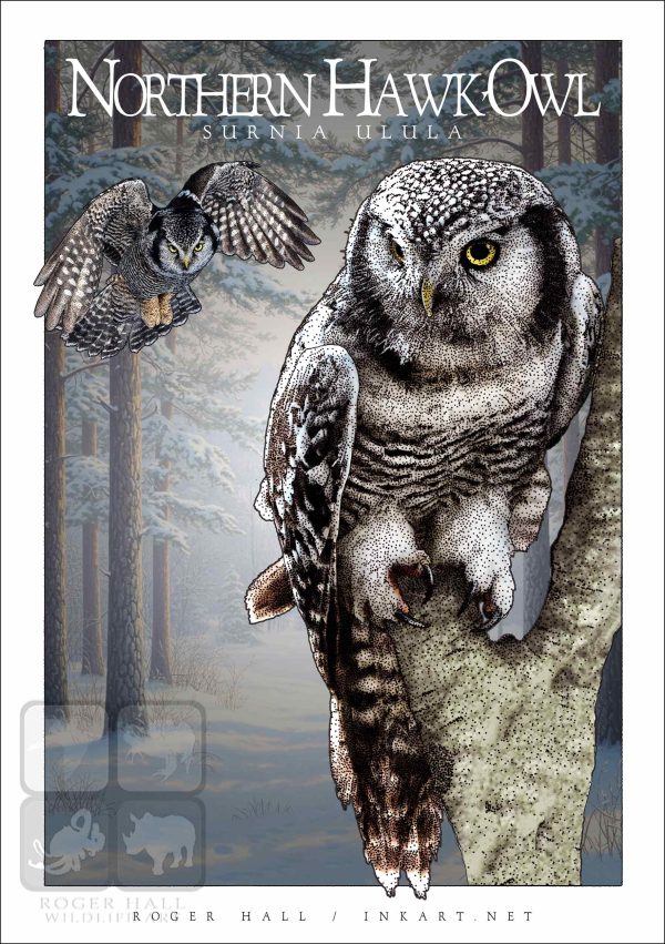 Northern Hawk-Owl - Unisex classic tee - Image 2