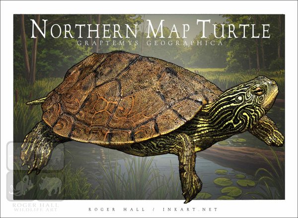 Northern Map Turtle - Unisex classic tee - Image 2