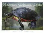 Northern Red-Bellied Cooter Unisex classic tee - Image 2