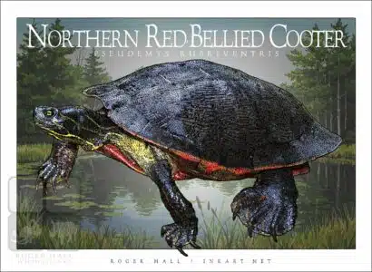 Northern Red-Bellied Cooter Unisex classic tee - Image 2