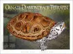 Ornate Diamondback Terrapin - Unisex classic tee - Image 2