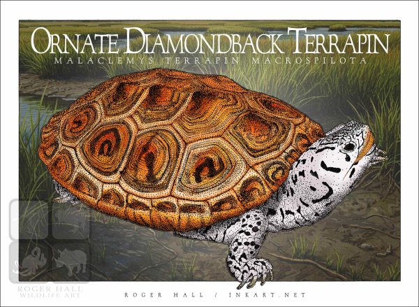 Ornate Diamondback Terrapin - Unisex classic tee - Image 2