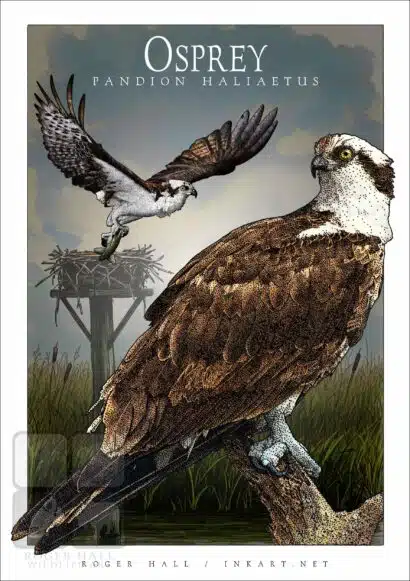 Osprey - Unisex classic tee - Image 2