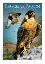 Peregrine Falcon - Unisex classic tee - Image 2