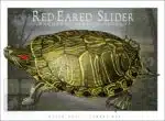 Red-Eared Slider - Unisex classic tee - Image 2