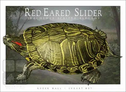 Red-Eared Slider - Unisex classic tee - Image 2