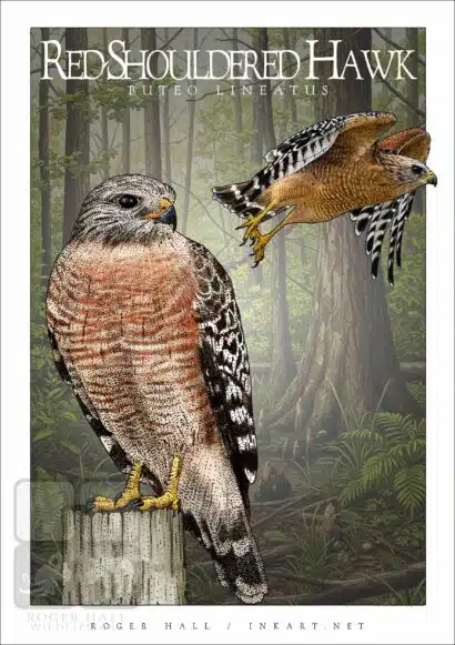 Red-Shouldered Hawk - Unisex classic tee - Image 2