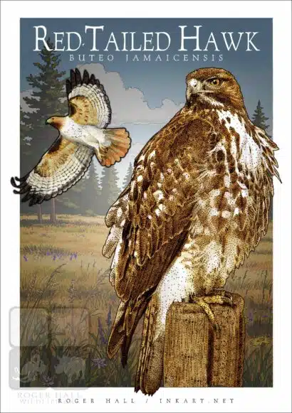 Red-Tailed Hawk - Unisex classic tee - Image 2