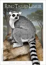 Ring-Tailed Lemur - Unisex classic tee - Image 2