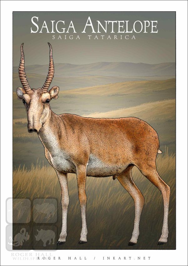 Saiga Antelope - Unisex classic tee - Image 2