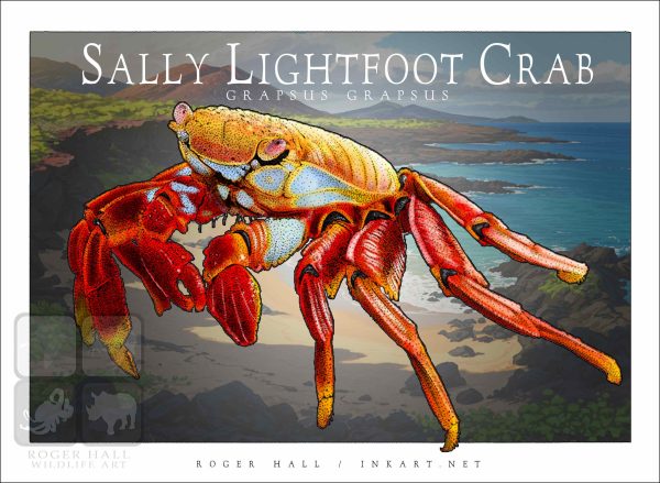 Sally Lightfoot Crab - Unisex classic tee - Image 2