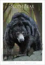 Sloth Bear - Unisex classic tee - Image 2