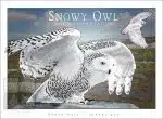 Snowy Owl - Unisex classic tee - Image 2