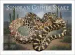 Sonoran Gopher Snake - Unisex classic tee - Image 2