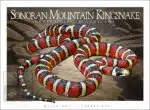 Sonoran Mountain Kingsnake - Unisex classic tee - Image 2