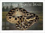 Southern Hognose Snake Unisex classic tee - Image 2