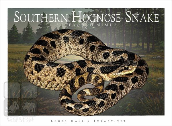 Southern Hognose Snake Unisex classic tee - Image 2