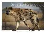 Spotted Hyena - Unisex classic tee - Image 2