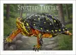 Spotted Turtle - Unisex classic tee - Image 2