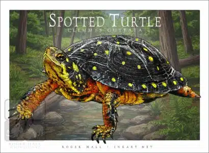 Spotted Turtle - Unisex classic tee - Image 2