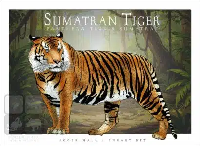 Sumatran Tiger - Unisex classic tee - Image 2